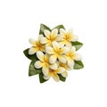 Yellow and white frangipani flower, pollen and leaves